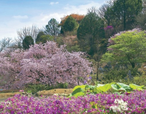 高知県立牧野植物園　春の庭園